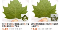一片树叶卖十几块，这个项目适合新手玩！
