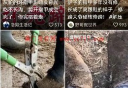 挖掘一个可以月入20W的抖音冷门项目！